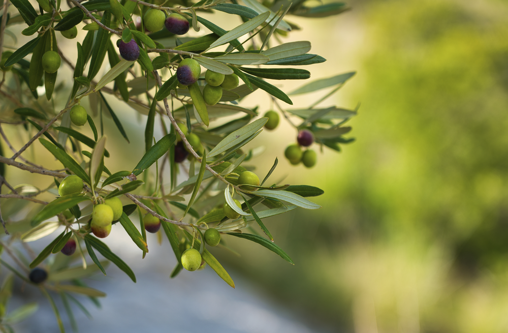Mandelblüte